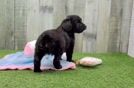 Mini Aussiedoodle Puppy for Adoption