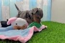Smart Yorkie Poo Poodle Mix Pup