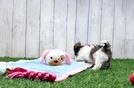 Fluffy Poochon Poodle Mix Pup