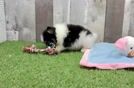 Playful Pomeranian Purebred Pup