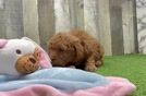 Adorable Setterdoodle Poodle Mix Puppy