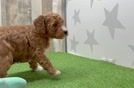 Best Mini Goldendoodle Baby