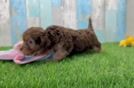 Yorkie Poo Puppy for Adoption