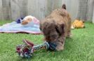 Meet Declan - our Shih Poo Puppy Video