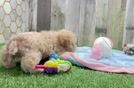Best Maltipoo Baby