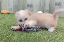 Smart Aussiechon Designer Pup