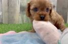 Sweet Cavapoo Baby