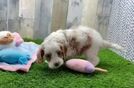 Meet Ellis - our Cavapoo Puppy Video  - Seaside Pups Best Cavapoo Baby
