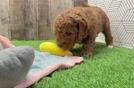 Best Mini Goldendoodle Baby