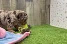 Meet Harold - our Poodle Puppy Video