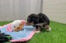 Best Mini Bernedoodle Baby