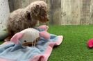Hypoallergenic Poodle Purebred Pup