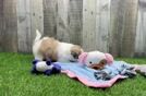 Teddy Bear Puppy for Adoption