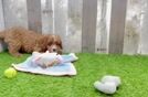 Cavapoo Puppy for Adoption