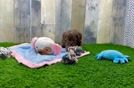 Best Cockapoo Baby