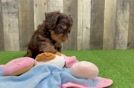 Adorable Cavalier King Charles Spaniel and Poodle Mix Poodle Mix Puppy