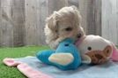 Happy Maltipoo Baby