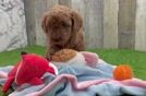 Mini Goldendoodle Puppy for Adoption