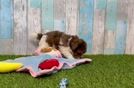 Meet Lark - our Havapoo Puppy Video