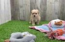 Maltipoo Pup Being Cute