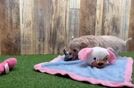 Meet Oatly - our Maltipoo Puppy Video