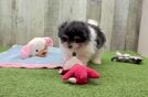 Pomachon Pup Being Cute