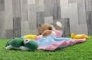 Energetic Pom Purebred Puppy