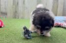 Pomachon Pup Being Cute