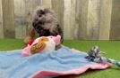 Best Mini Goldendoodle Baby