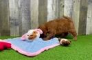Meet Phoenix - our Mini Goldendoodle Puppy Video