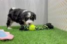 Playful Mini Bernesepoo Poodle Mix Puppy