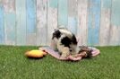 Poochon Pup Being Cute