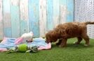 Cavapoo Puppy for Adoption