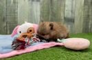 Friendly Pomeranian Baby