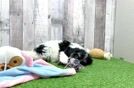 Best Cavachon Baby