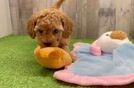 Small Cavapoo Baby