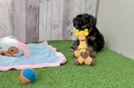 Meet Carlyle - our Mini Schnoodle Puppy Video