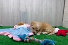 Meet Peggy - our Maltipoo Puppy Video