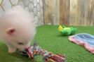 Hypoallergenic Pomeranian Purebred Pup