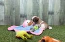 Best Teddy Bear Baby
