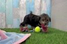 Yorkie Poo Pup Being Cute