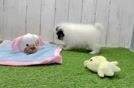 Meet Rasha - our Pomeranian Puppy Video