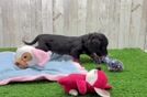 Cute Dachshund Baby
