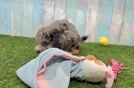 Cavapoo Puppy for Adoption