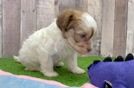 Havanese Puppy for Adoption