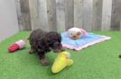 Funny Cavapoo Poodle Mix Pup