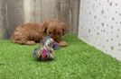 Fluffy Cavapoo Poodle Mix Pup