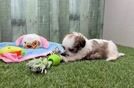 Adorable Shi Chon Designer Puppy