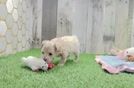 Playful Maltese Poodle Poodle Mix Puppy