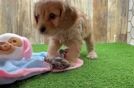 Meet Qdoba - our Cavapoo Puppy Video